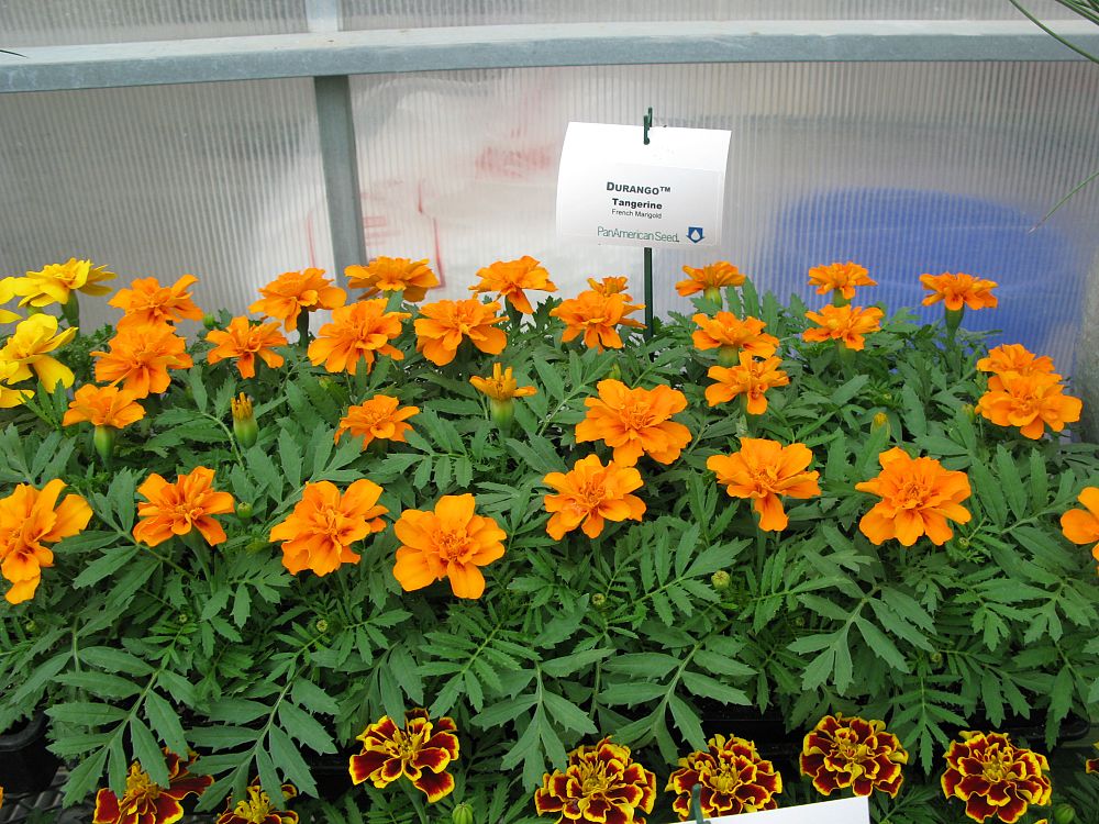 tagetes-patula-durango-tangerine-french-marigold-marigold