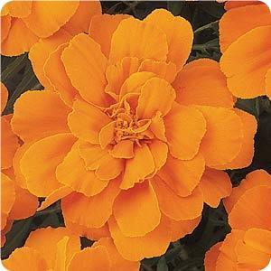 tagetes-patula-durango-tangerine-french-marigold-marigold