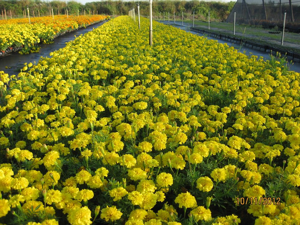 tagetes-patula-durango-yellow-french-marigold