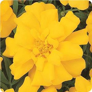tagetes-patula-durango-yellow-french-marigold