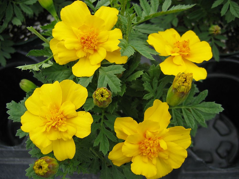 tagetes-patula-durango-yellow-french-marigold