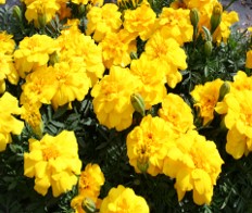 tagetes-patula-durango-yellow-french-marigold