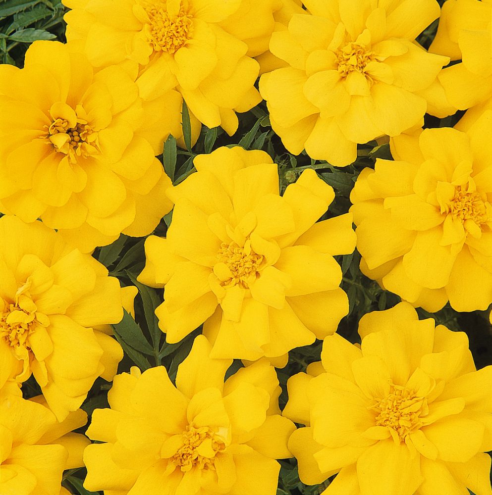 tagetes-patula-durango-yellow-french-marigold