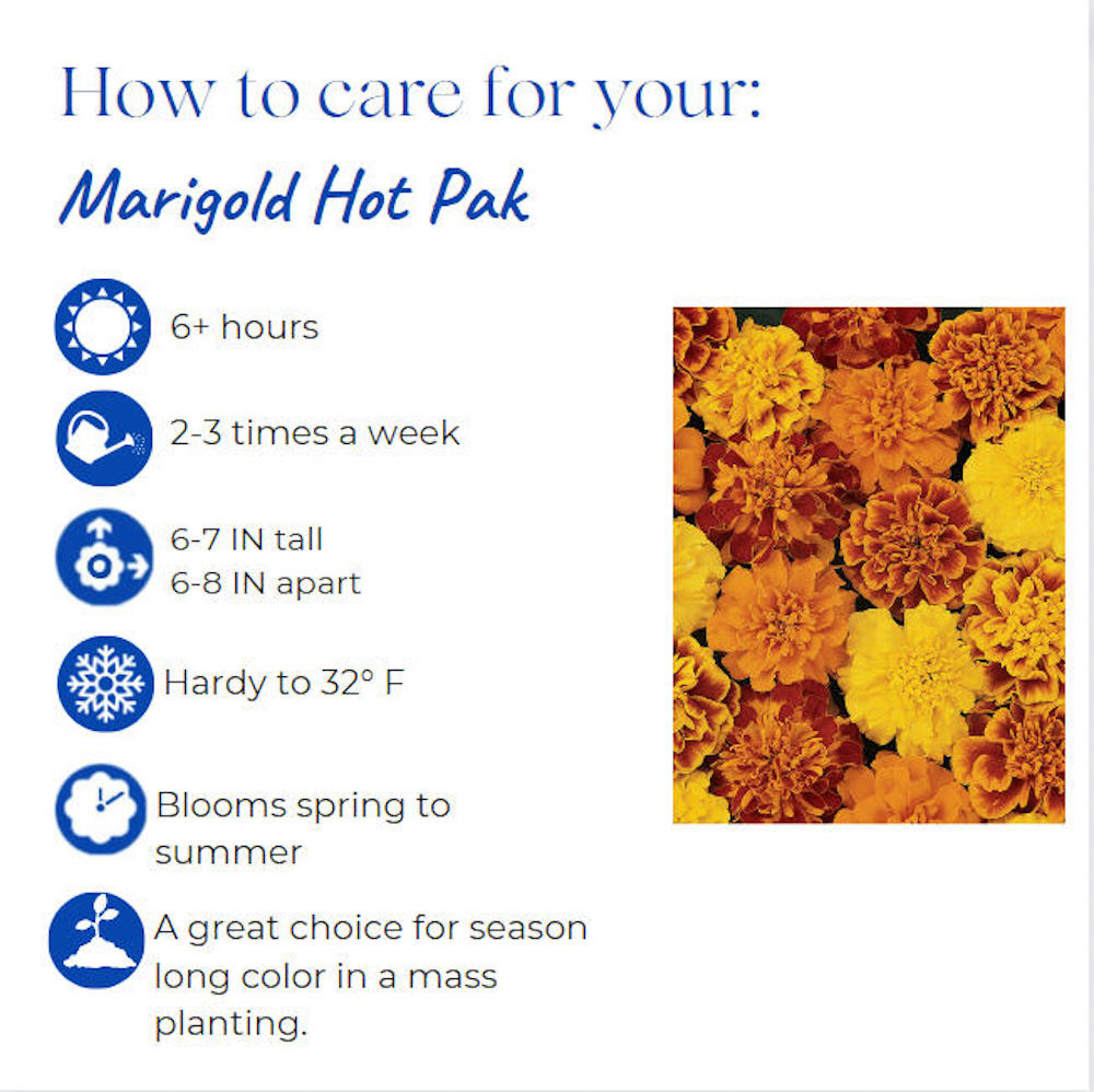 tagetes-patula-hot-pak-fire-french-marigold