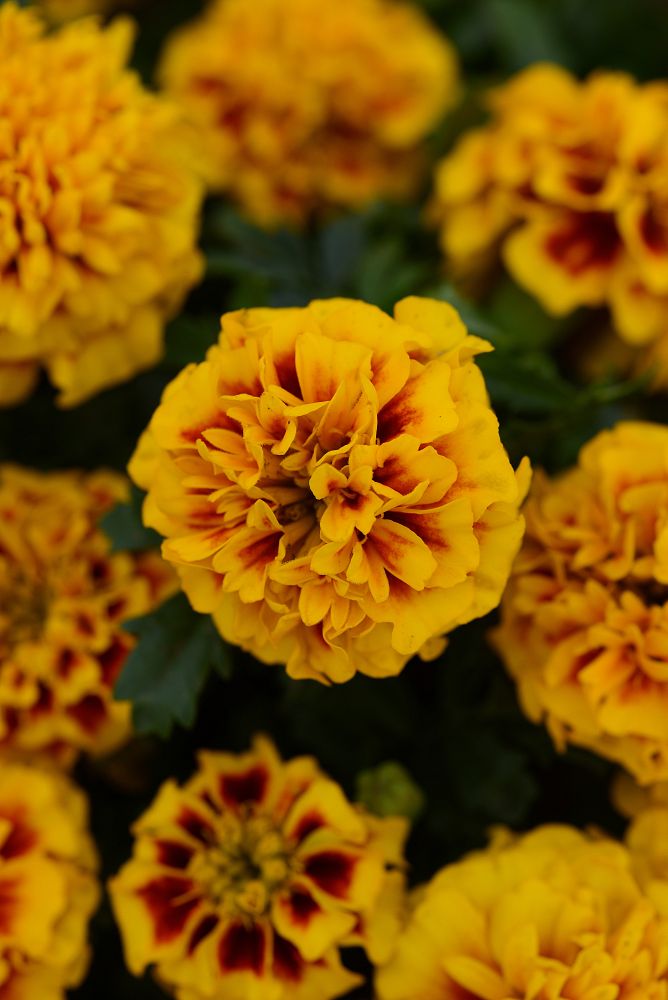 tagetes-patula-hot-pak-fire-french-marigold