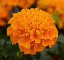 tagetes-patula-hot-pak-orange-french-marigold