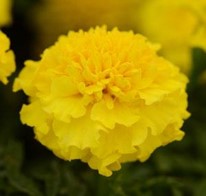 tagetes-patula-hot-pak-yellow-french-marigold