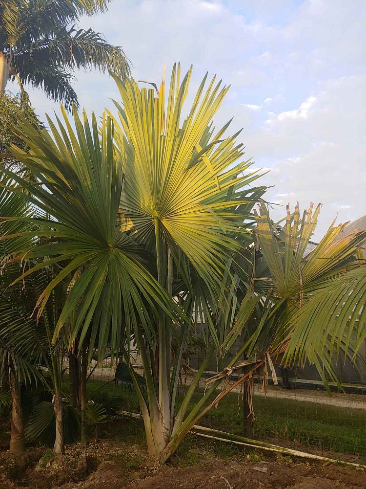 tahina-spectabilis-tahina-palm