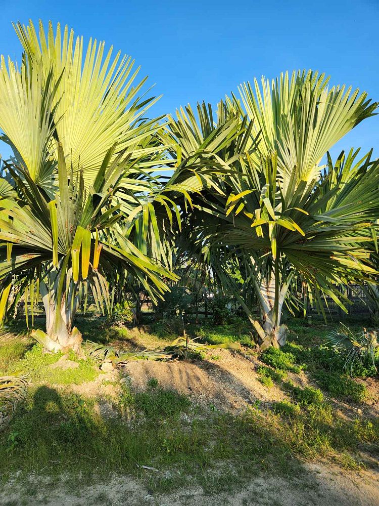 tahina-spectabilis-tahina-palm