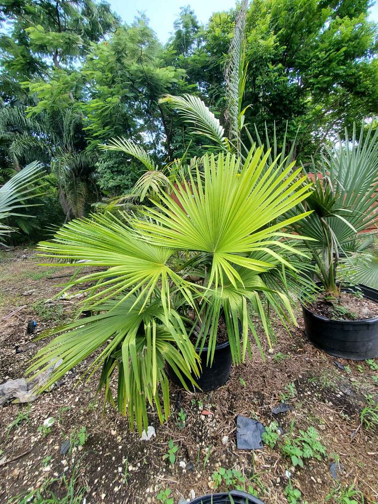 tahina-spectabilis-tahina-palm