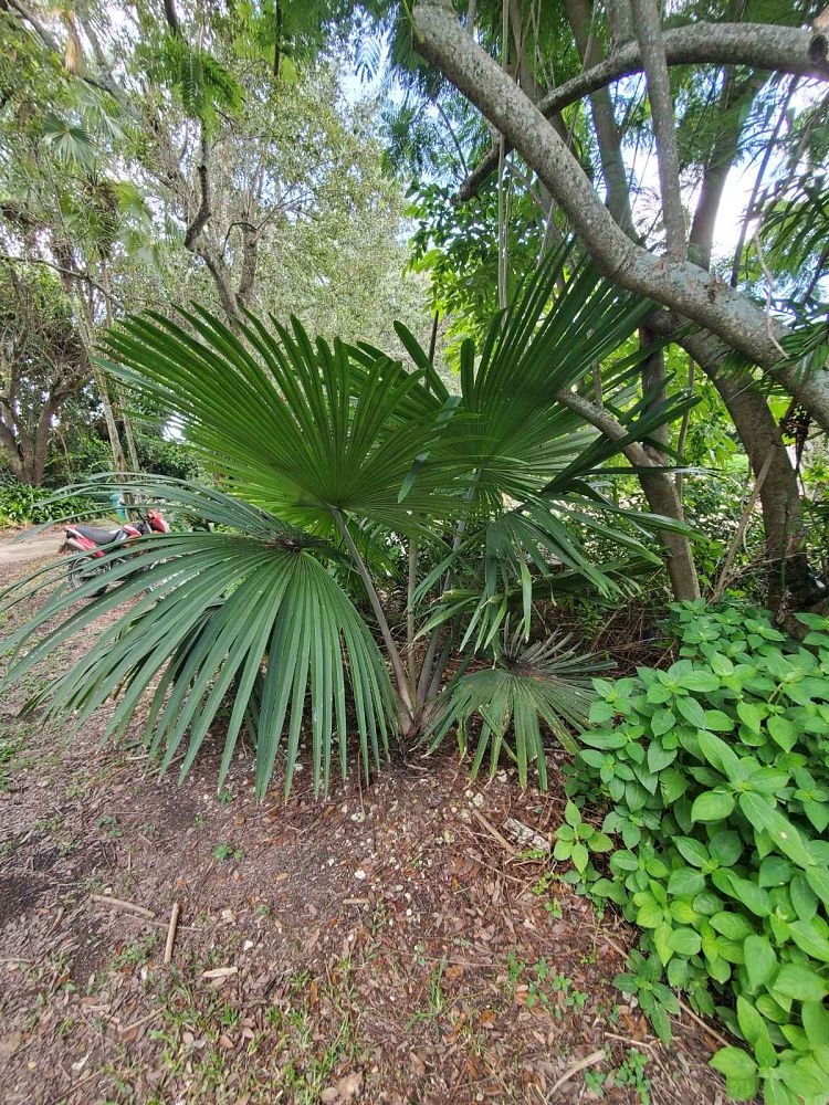 tahina-spectabilis-tahina-palm
