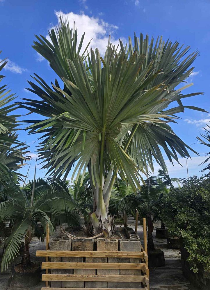 tahina-spectabilis-tahina-palm