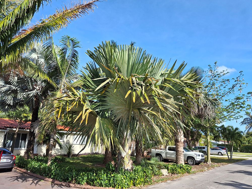 tahina-spectabilis-tahina-palm
