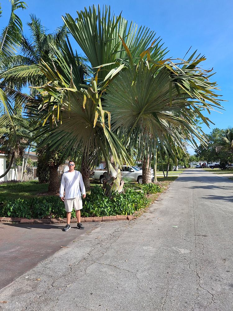 tahina-spectabilis-tahina-palm