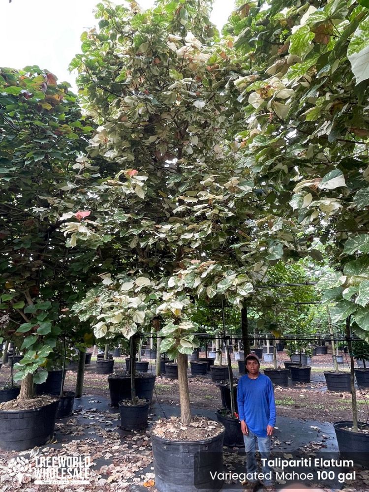 talipariti-elatum-hibiscus-elatus-blue-mahoe