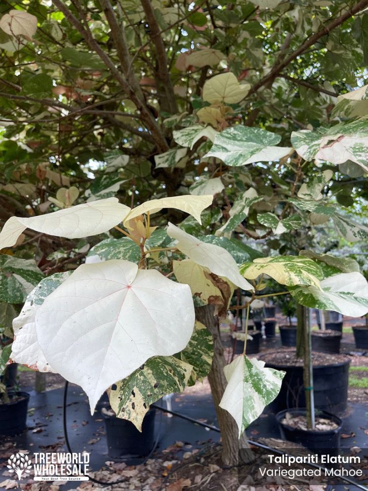 talipariti-elatum-hibiscus-elatus-blue-mahoe