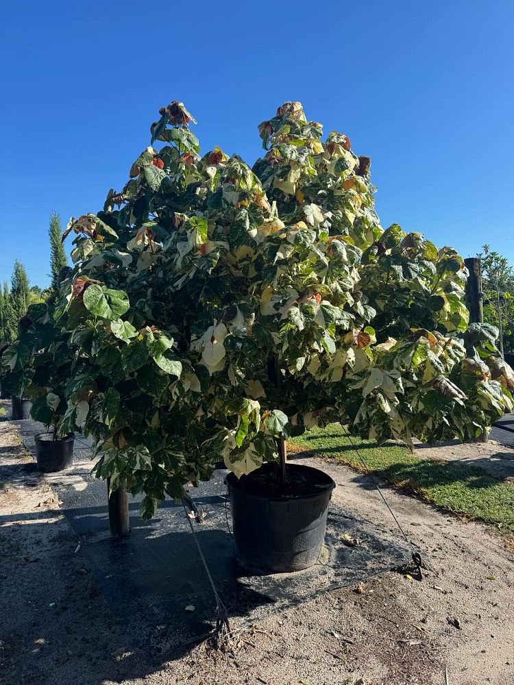 talipariti-tiliaceum-albo-variegatus-cottontree-mahoe-sea-hibiscus-variegated-beach-hibiscus