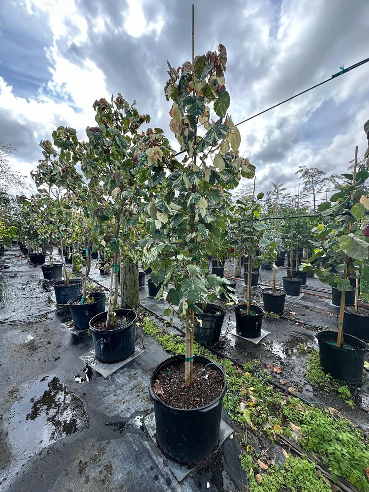 talipariti-tiliaceum-tricolor-cottontree-mahoe-sea-hibiscus-variegated-hau-tree-tricolor-hibiscus