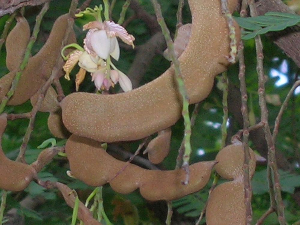 tamarindus-indica-sweet-tamarind