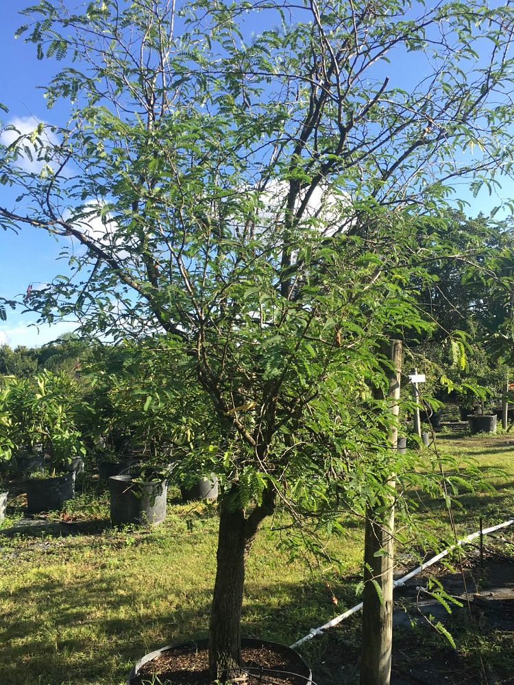 tamarindus-indica-tamarind