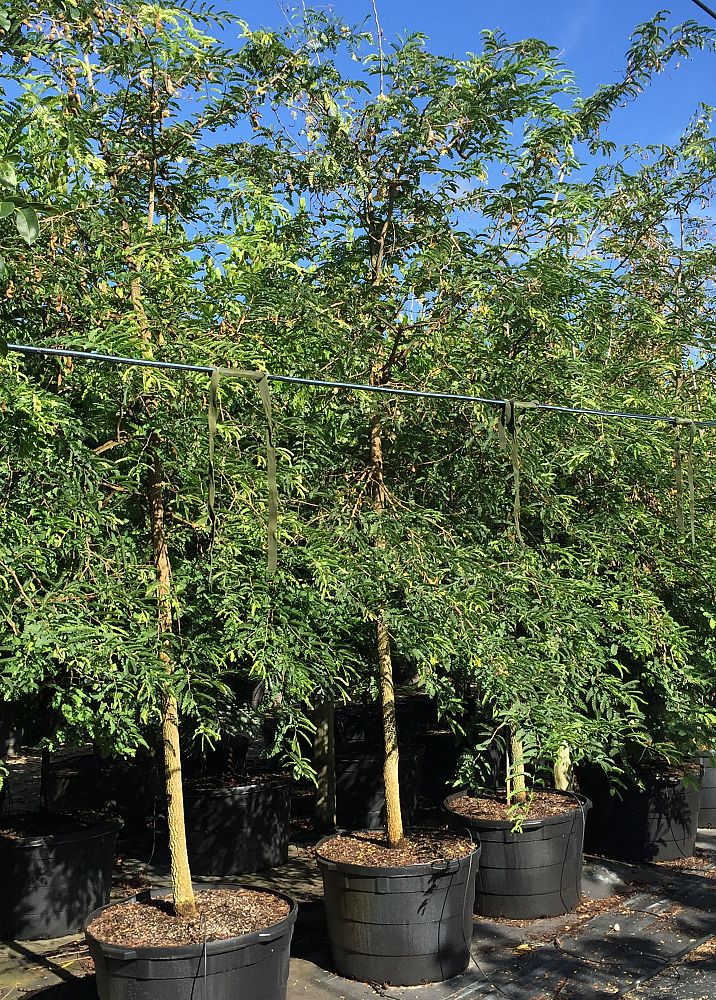 tamarindus-indica-tamarind