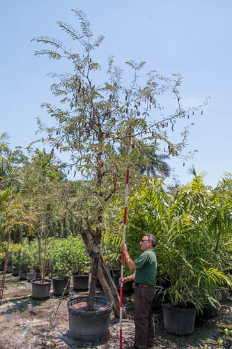 tamarindus-indica-tamarind