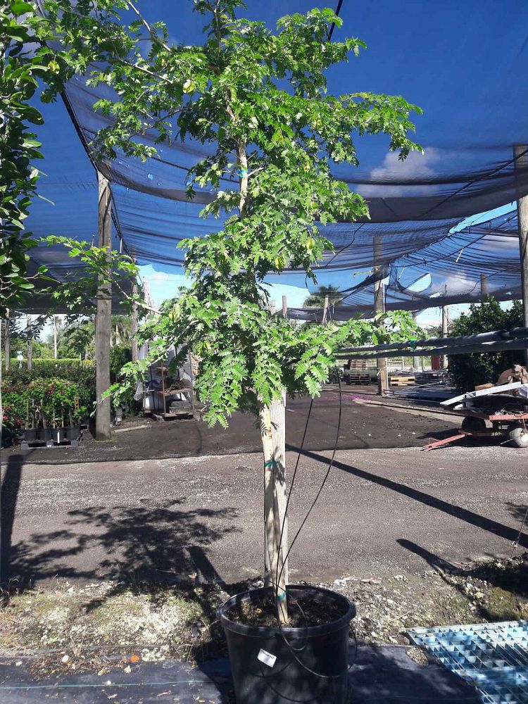 tamarindus-indica-tamarind