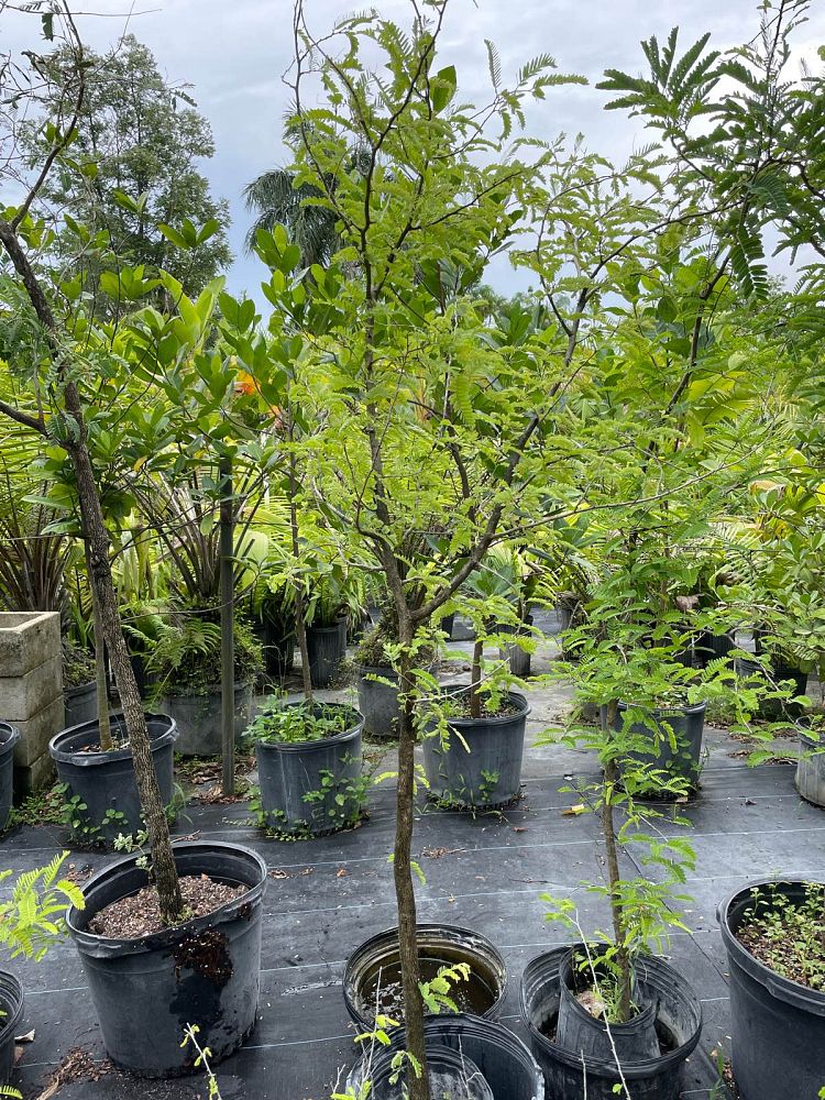 tamarindus-indica-tamarind