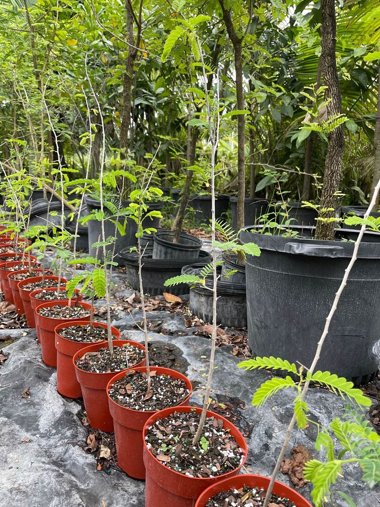 tamarindus-indica-tamarind