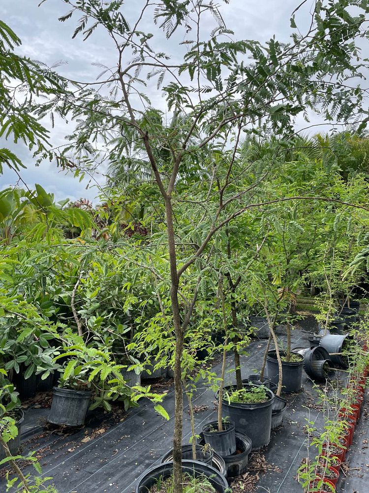 tamarindus-indica-tamarind