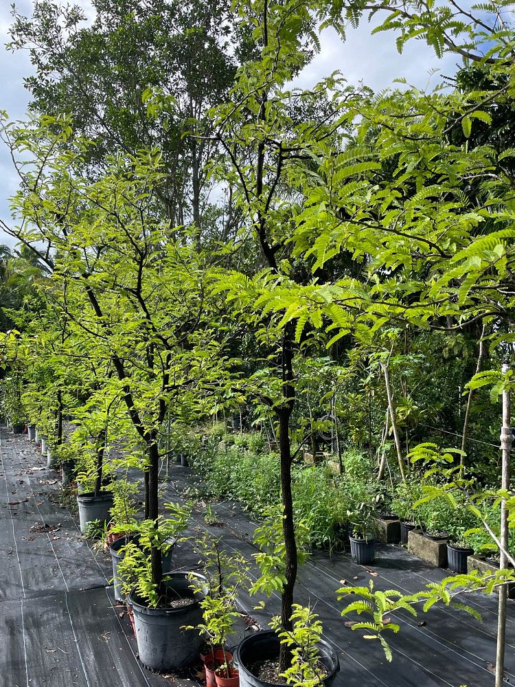tamarindus-indica-tamarind