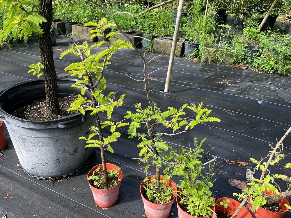 tamarindus-indica-tamarind