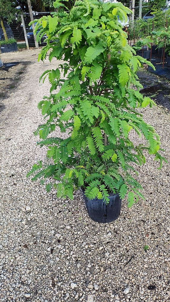 tamarindus-indica-tamarind