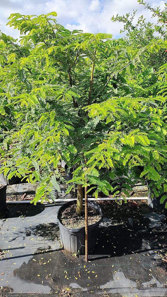 tamarindus-indica-tamarind