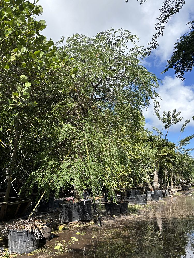 tamarindus-indica-tamarind