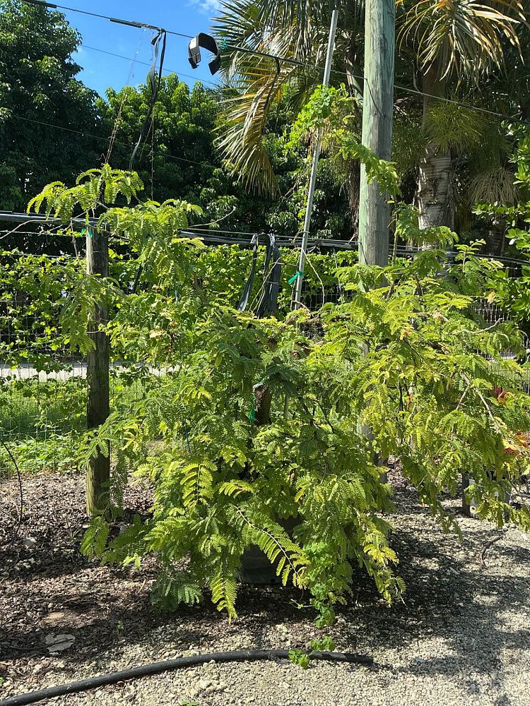 tamarindus-indica-tamarind