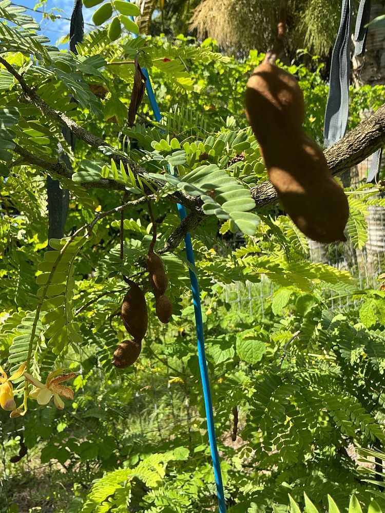 tamarindus-indica-tamarind