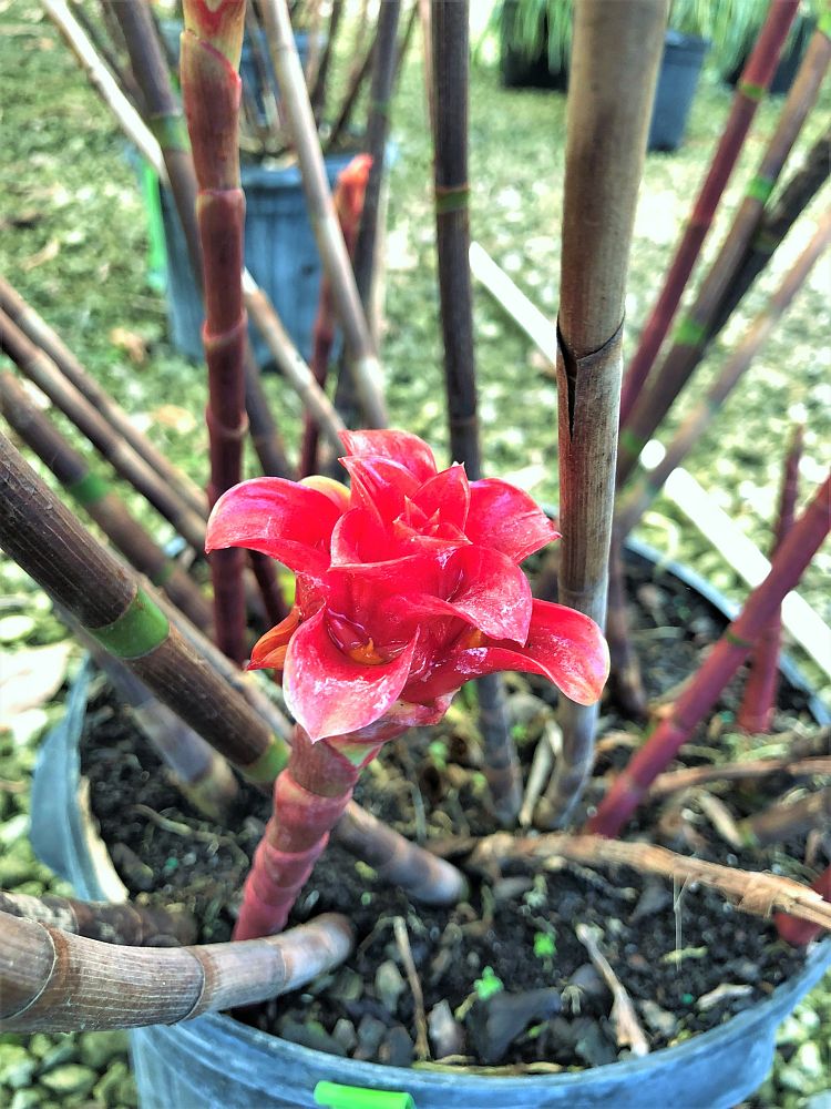 tapeinochilos-ananassae-indonesian-wax-ginger