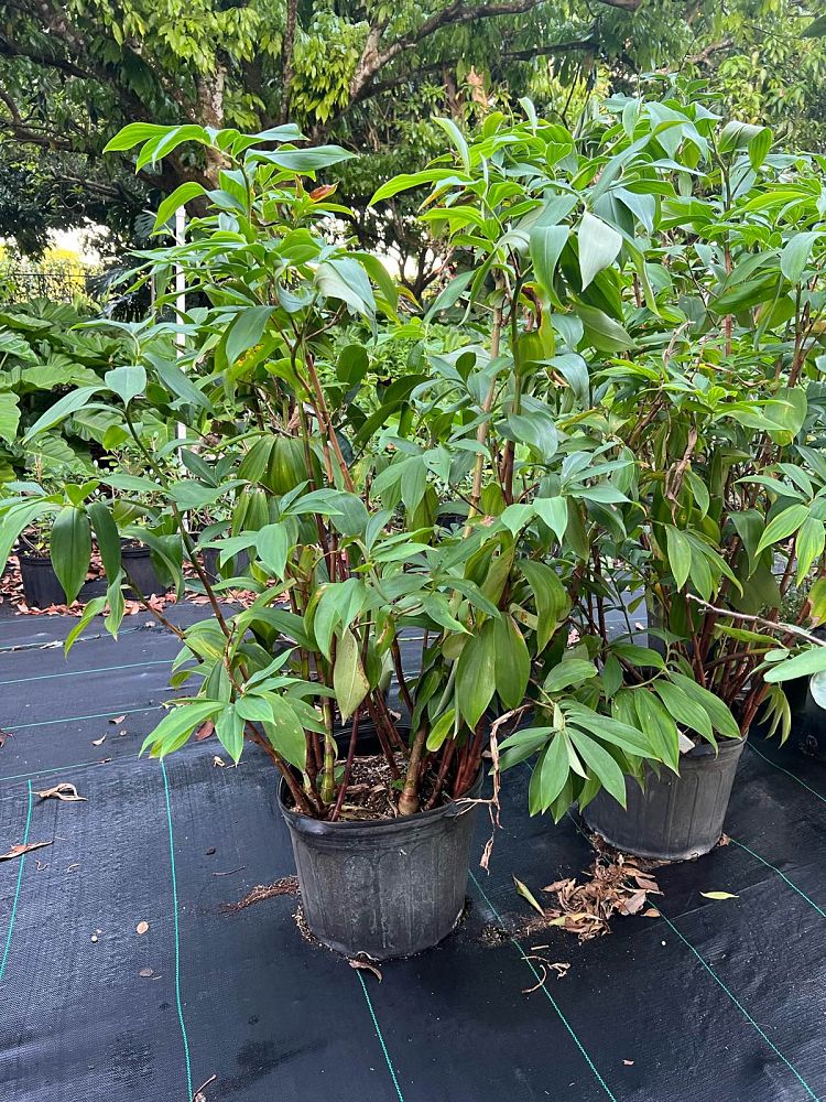 tapeinochilus-ananassae-indonesian-wax-ginger