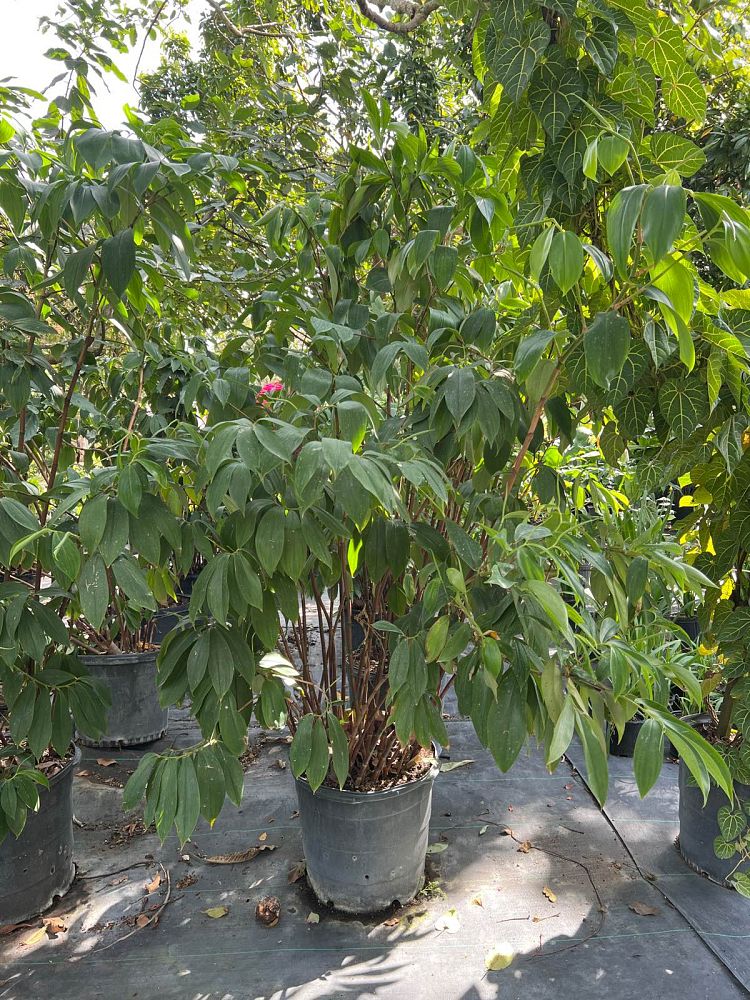 tapeinochilus-ananassae-indonesian-wax-ginger
