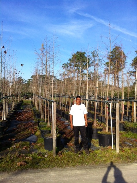 taxodium-ascendens-pond-cypress