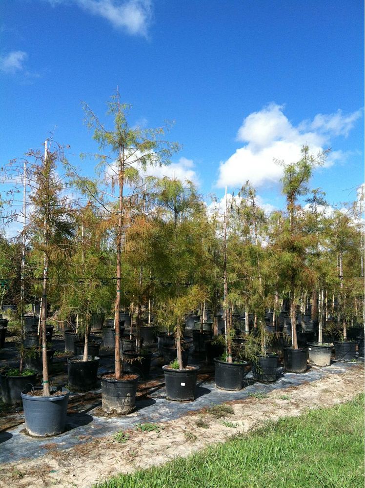 taxodium-ascendens-pond-cypress