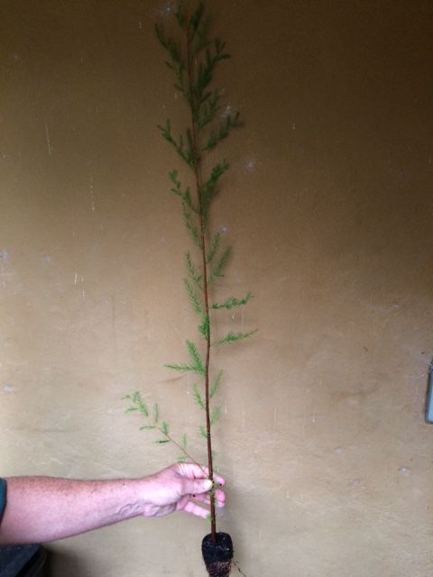 taxodium-ascendens-pond-cypress