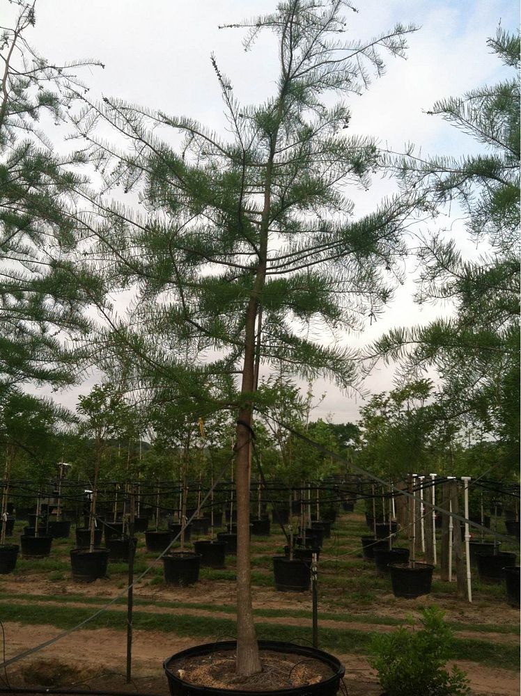 taxodium-ascendens-pond-cypress