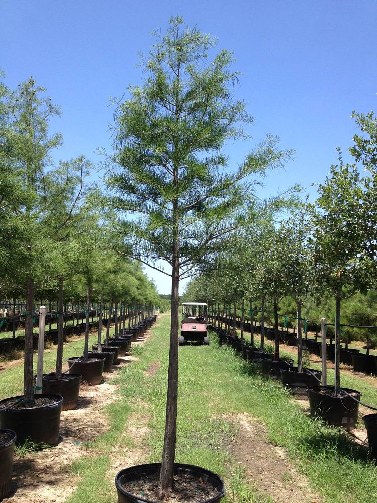 taxodium-ascendens-pond-cypress