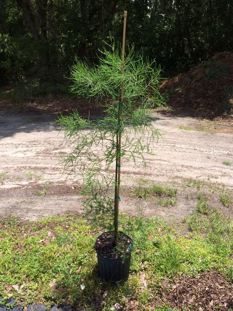 taxodium-ascendens-pond-cypress