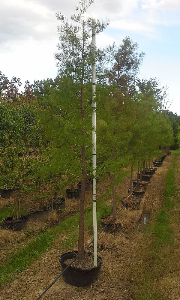 taxodium-ascendens-pond-cypress