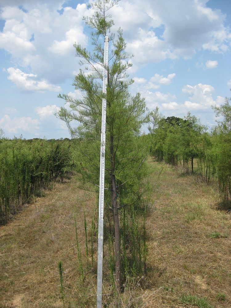 taxodium-ascendens-pond-cypress