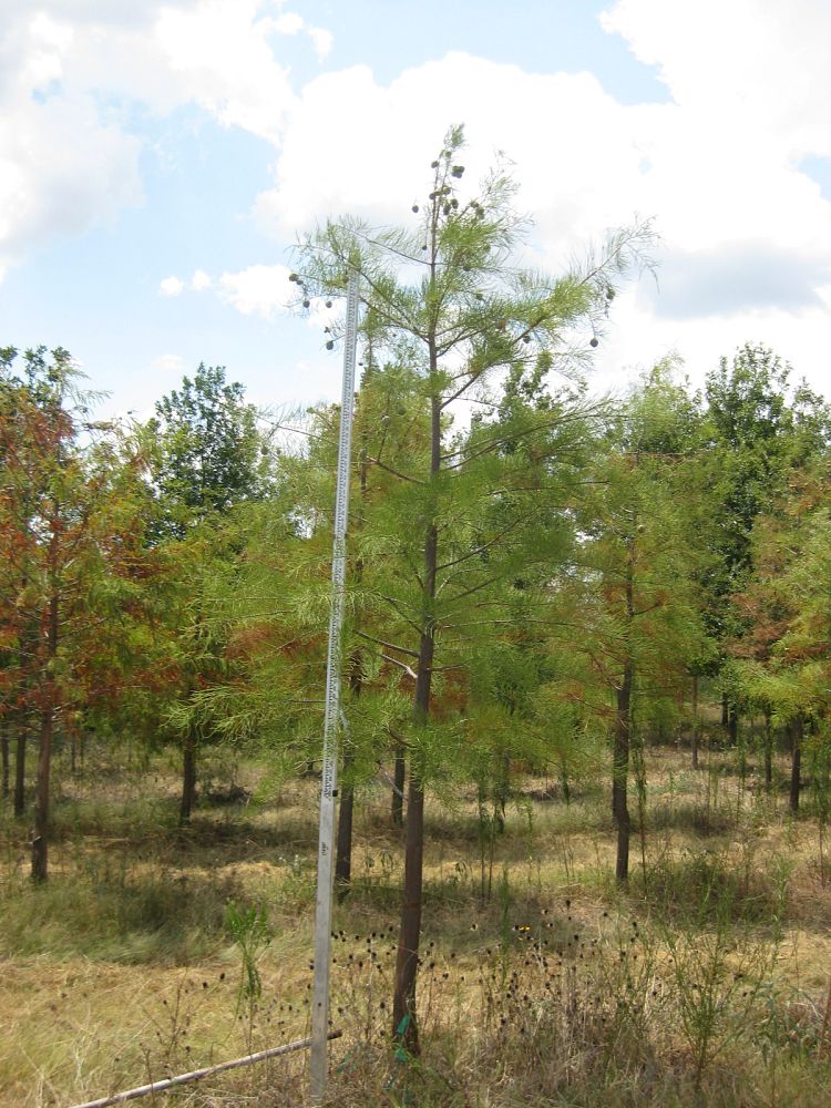 taxodium-ascendens-pond-cypress