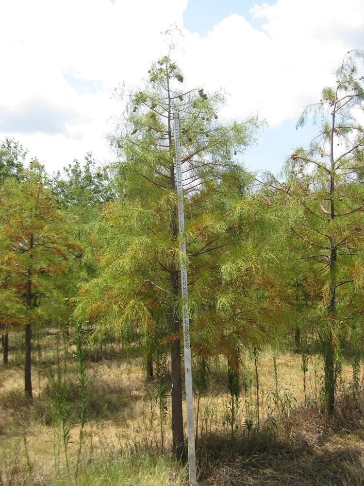 taxodium-ascendens-pond-cypress